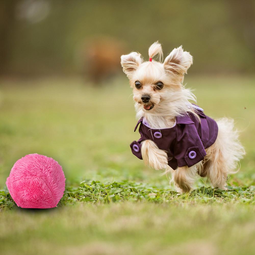 Active Rolling Ball For Pet