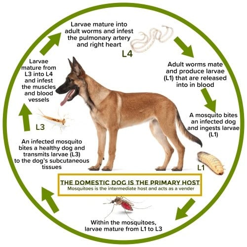 Natural Anti-flea, Tick and Mosquito Collar